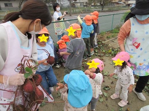 芋ほりに興味を持ち集まってくるばら組、もも組