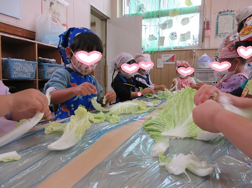 白菜をちぎる、ゆり組