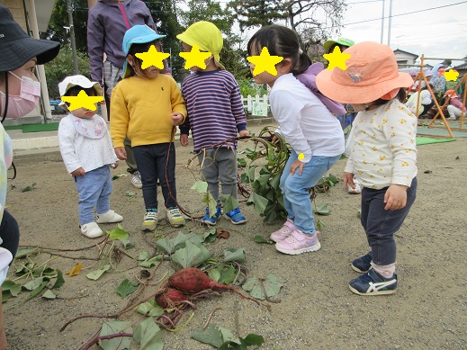 初めて見るお芋に、興味を持つちゅうりっぷ組