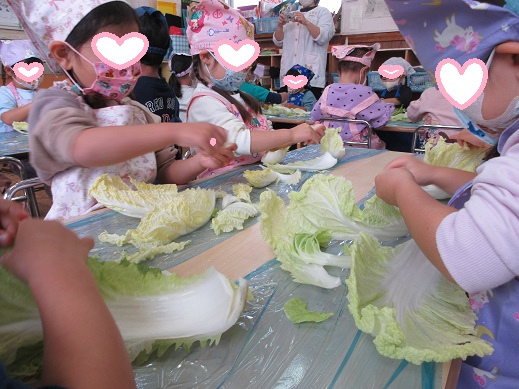 白菜をちぎる、ゆり組