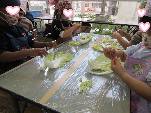 白菜をちぎる、ゆり組