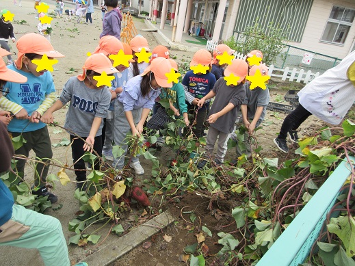 クラスのみんなで、つるを引っ張り芋が顔を出した瞬間
