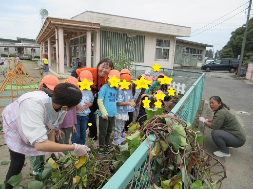 芋ずるを前に心弾ませるすみれ組