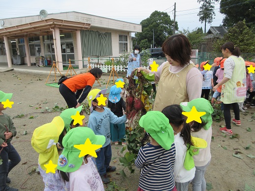 収穫したお芋を見る、ゆり組