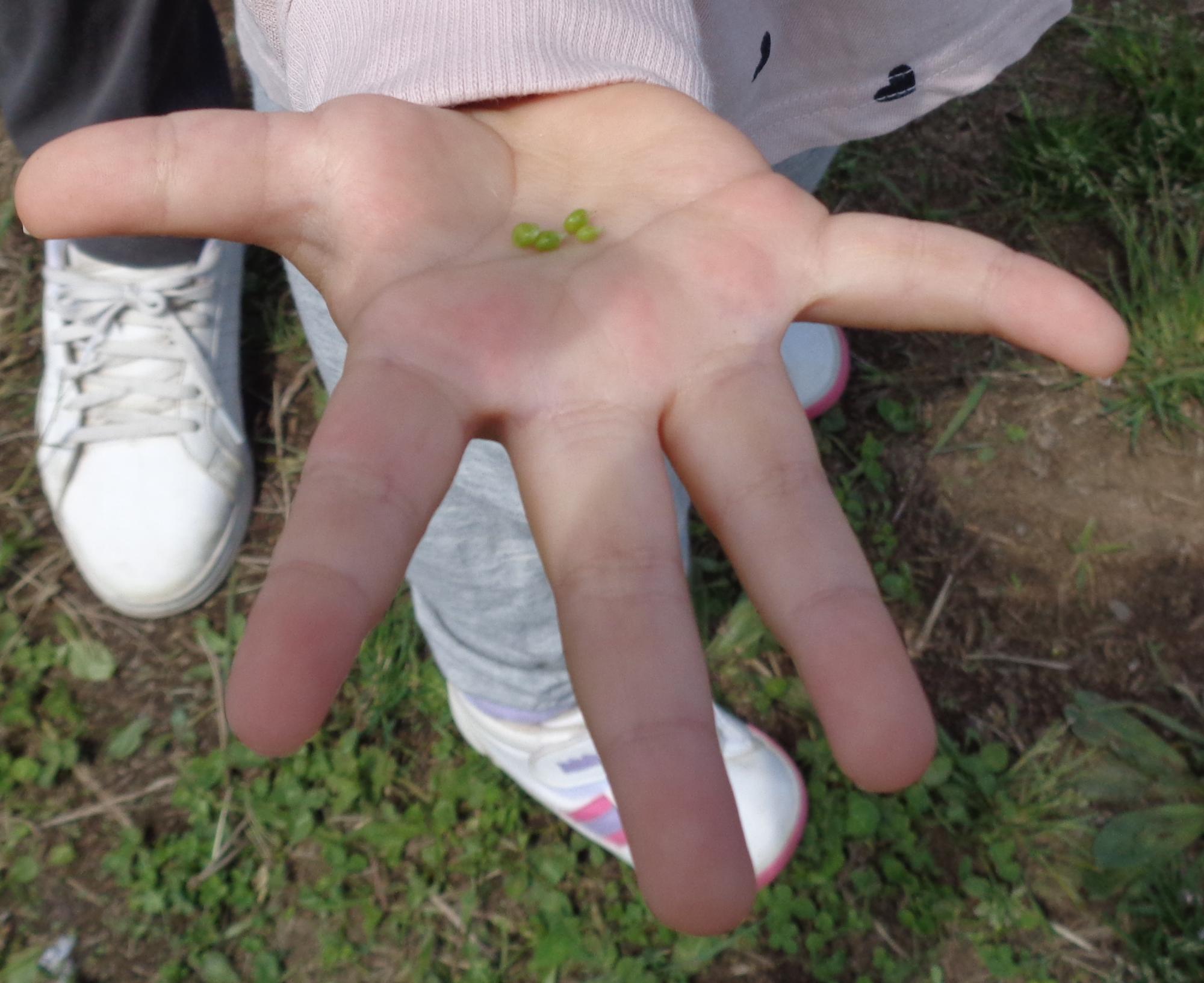 子どもの手