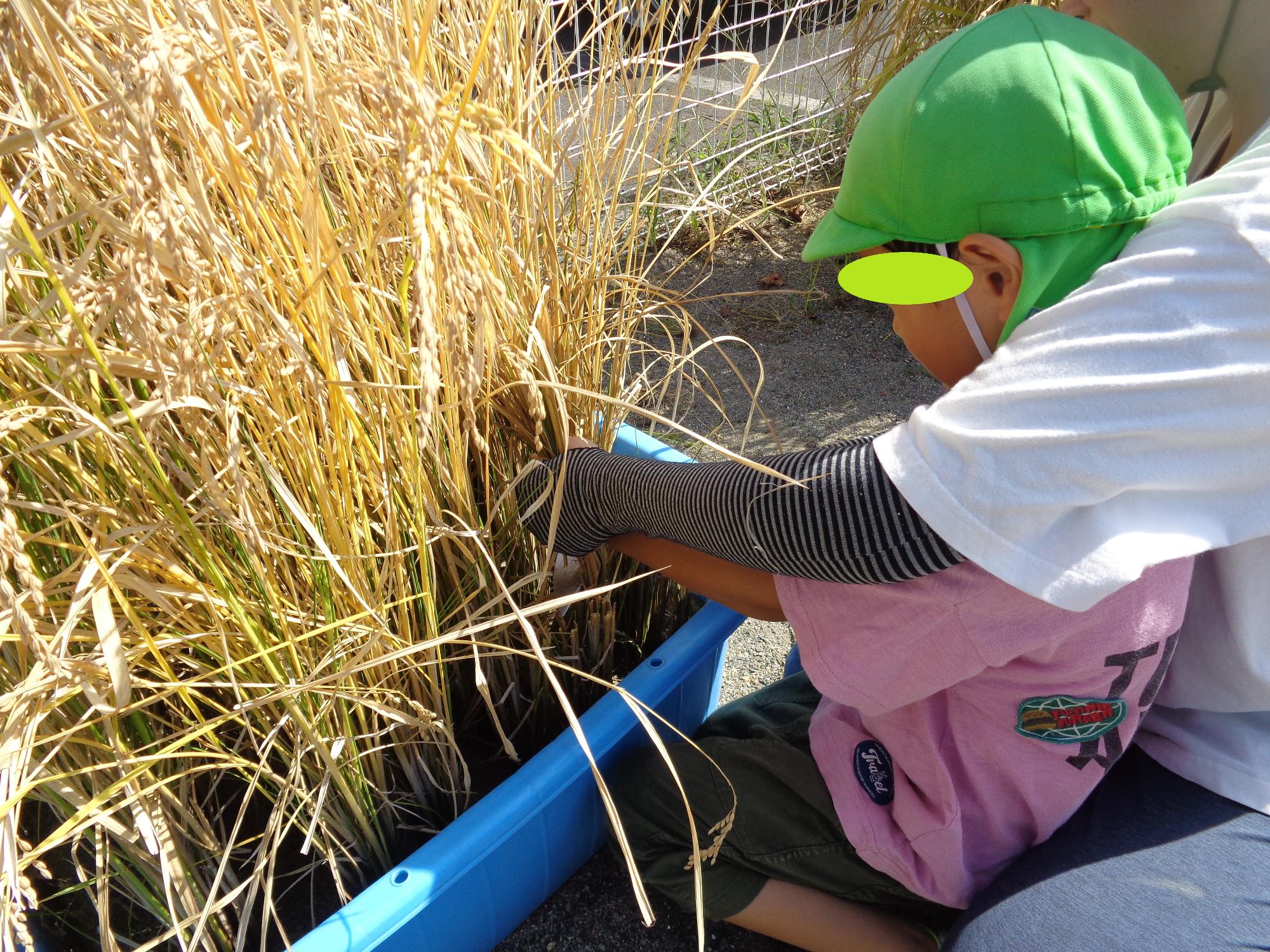 稲刈りをする子ども