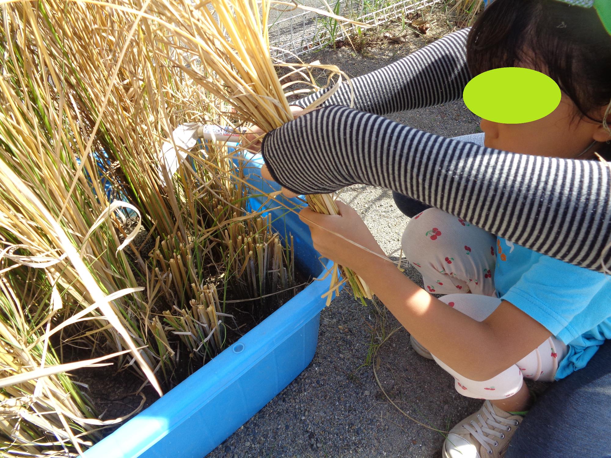 先生と一緒に稲刈り