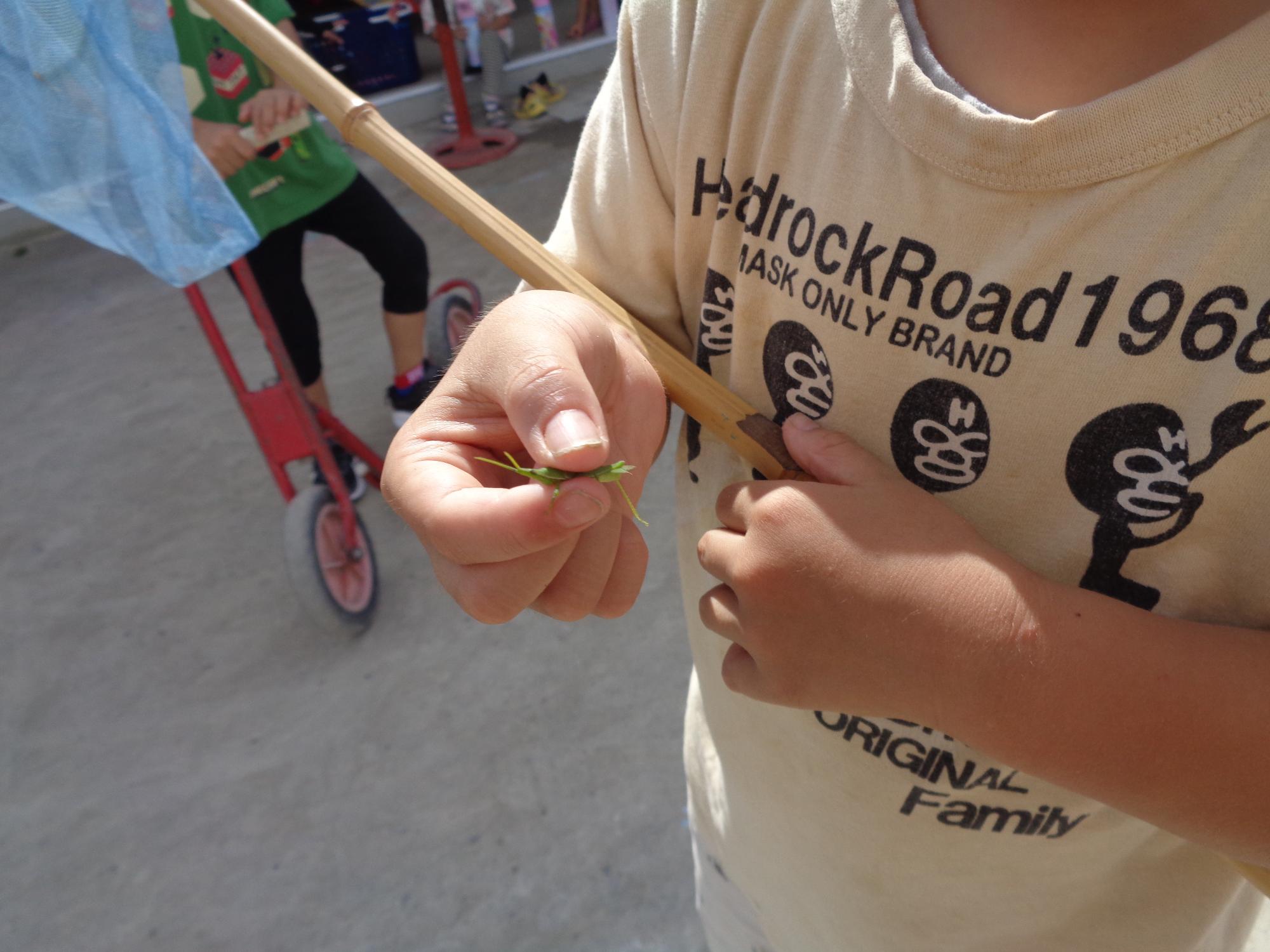 バッタをみつけた子ども