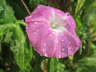 朝顔の花