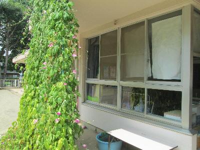 グリーンカーテンをして日陰を作る