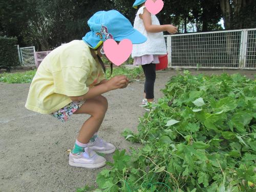 外したグリーンカーテンから何かを探しています