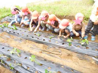 子どもたちがビニールの張られた畑の土をしゃがんで眺めている写真