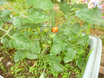 鉢に植えられたトマトの植物の実が一つだけ赤くなっている様子の写真