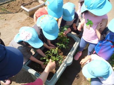 水色の帽子の子どもたちがプランターの土に苗を植えている写真