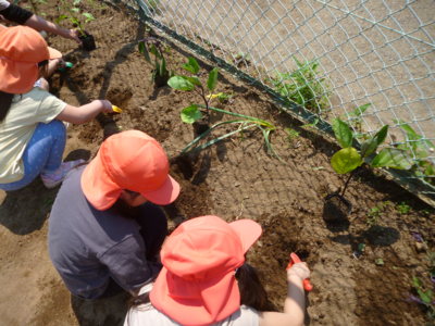 子どもたちがスコップで地面を掘って苗を植えている写真