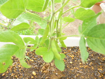 鉢に植えられた植物に枝豆がなっている様子の写真