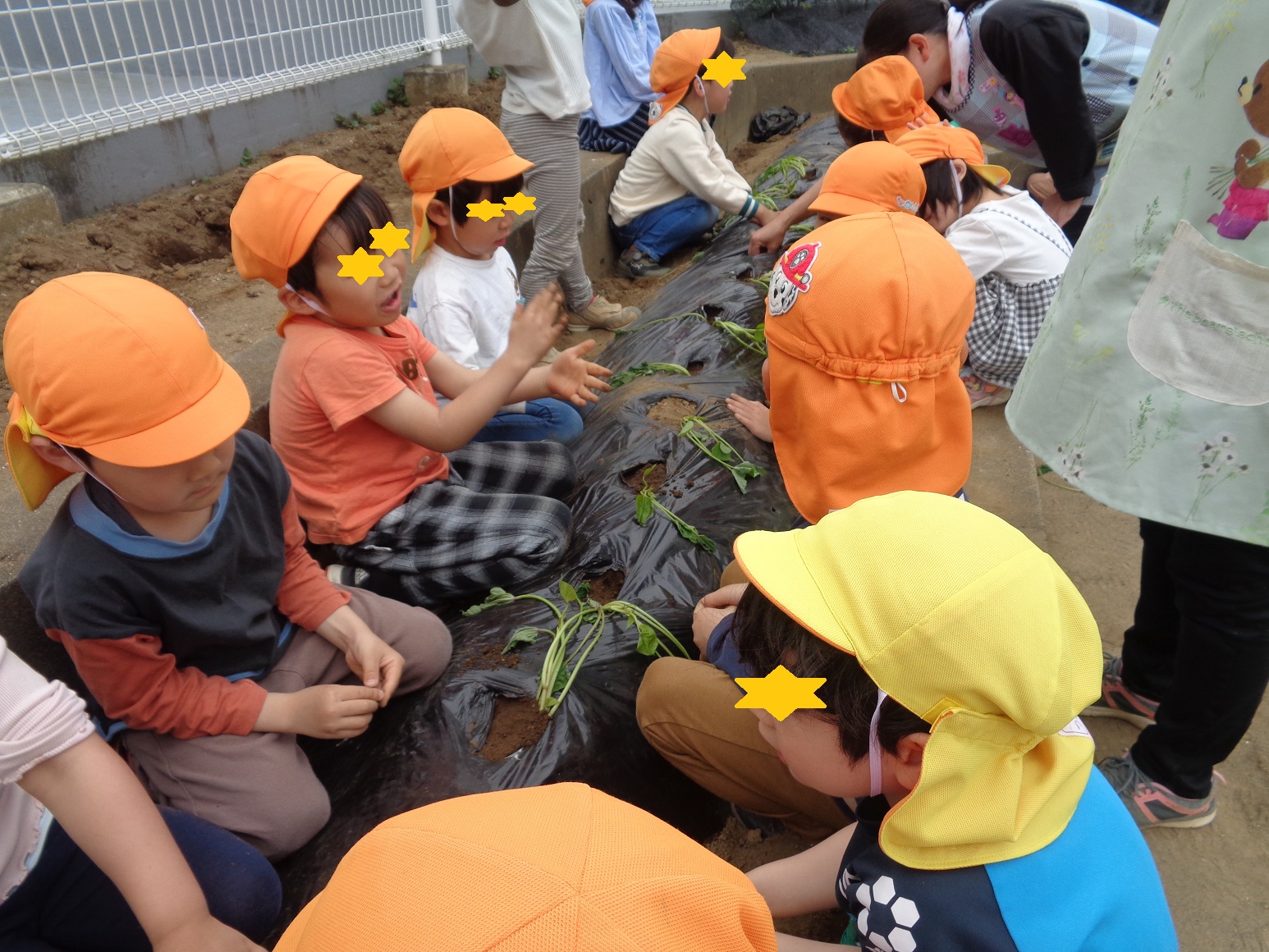 土に黒色のビニールをかぶせ穴を開けサツマイモの苗を植えた