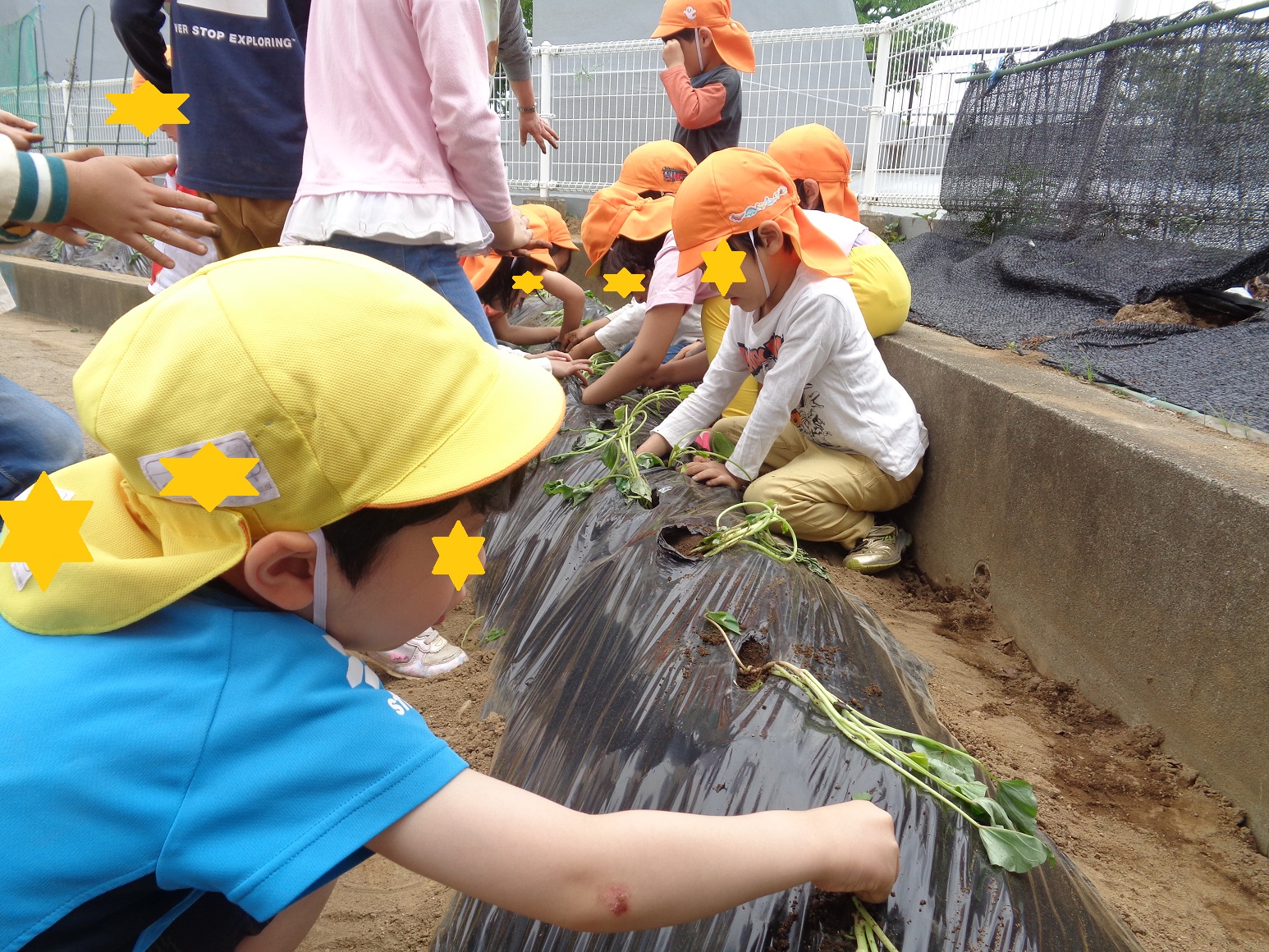 土のにかぶせたビニールに穴を開けサツマイモの苗を子どもたちが植えている
