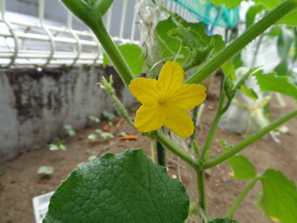黄色いキュウリの花
