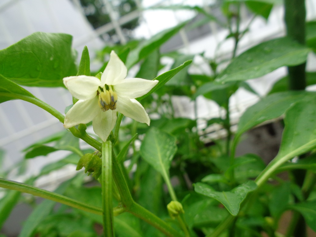 白いピーマンの花