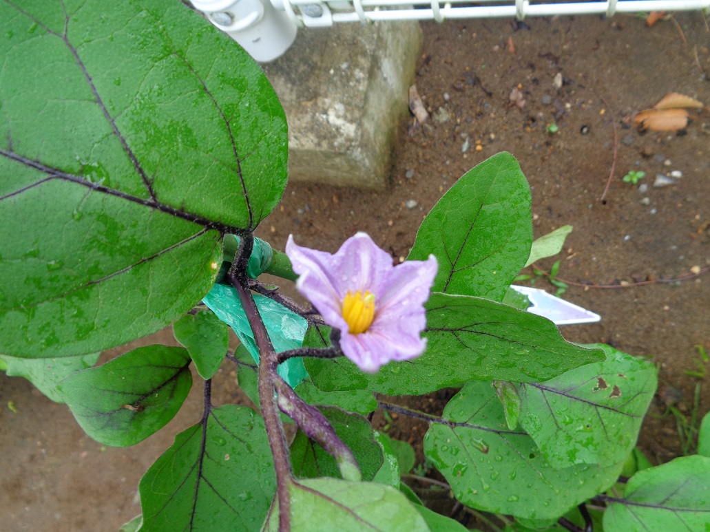 ナスの薄紫色の花が咲いている