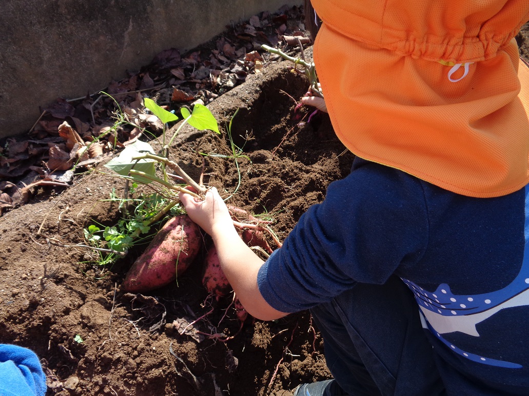 オレンジ色の帽子を被った子どもがサツマイモを掘っている。
