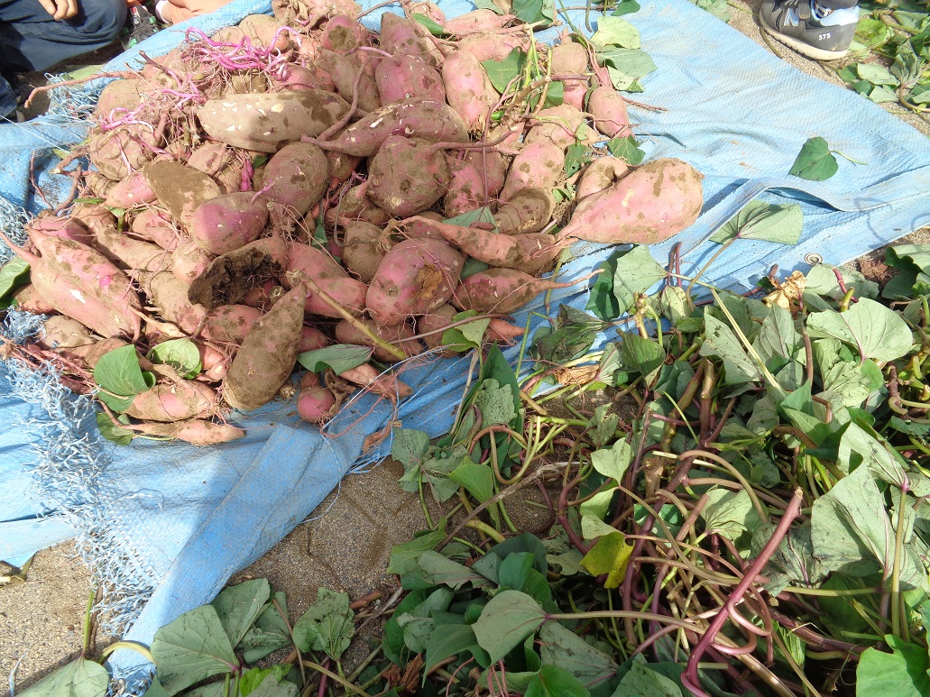 保育所で採れたサツマイモとサツマイモの蔓