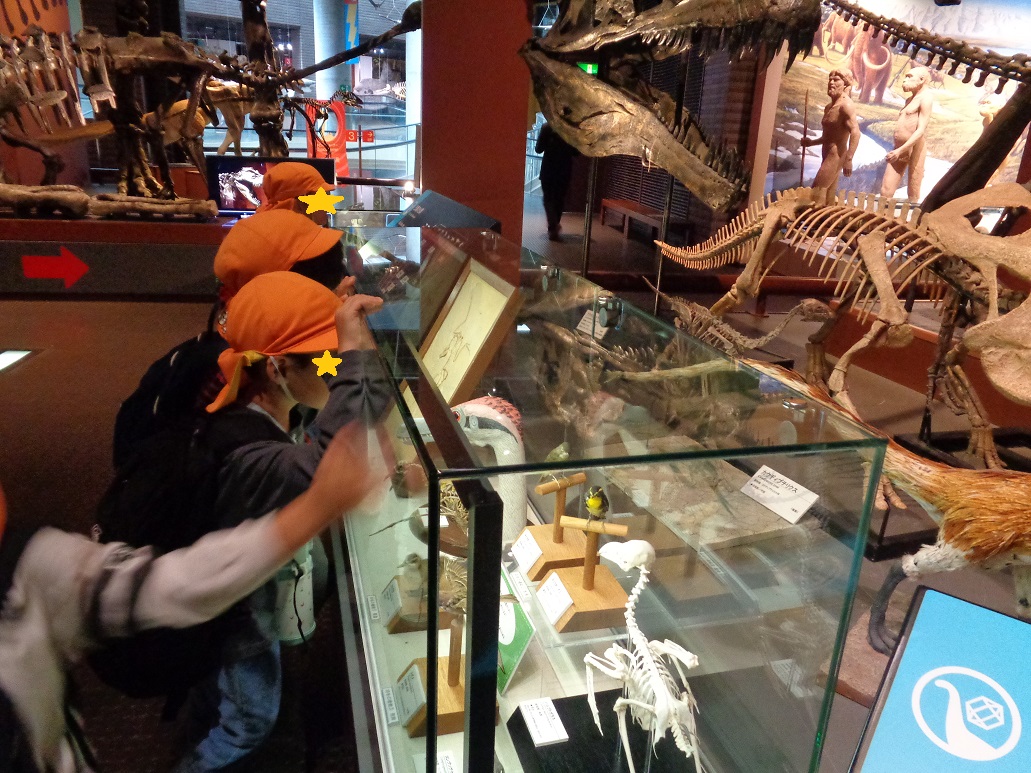 オレンジ色の帽子を被った子どもたちが展示してある恐竜の骨を見ている。