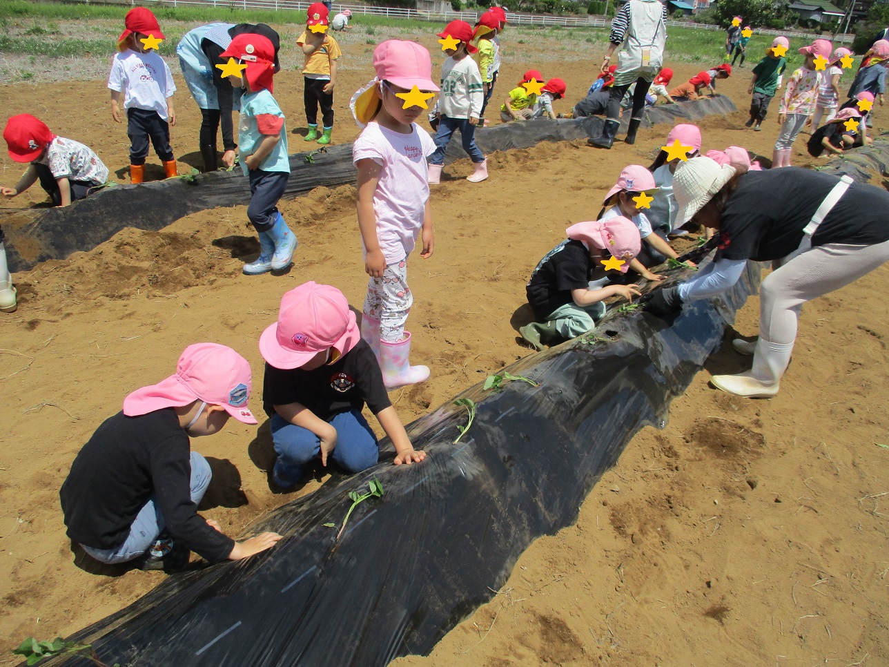 畑の畝に子どもたちがサツマイモの苗を植えている