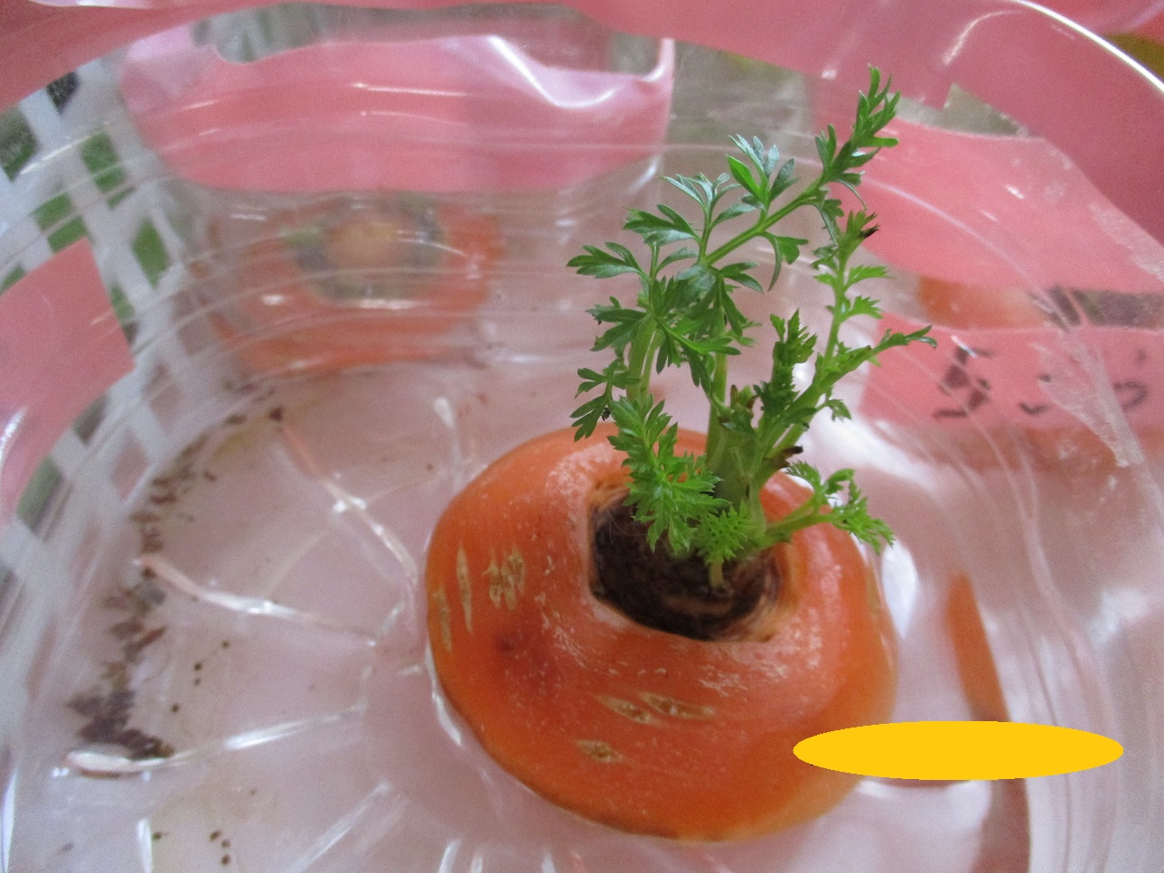 ニンジンからはがのびている