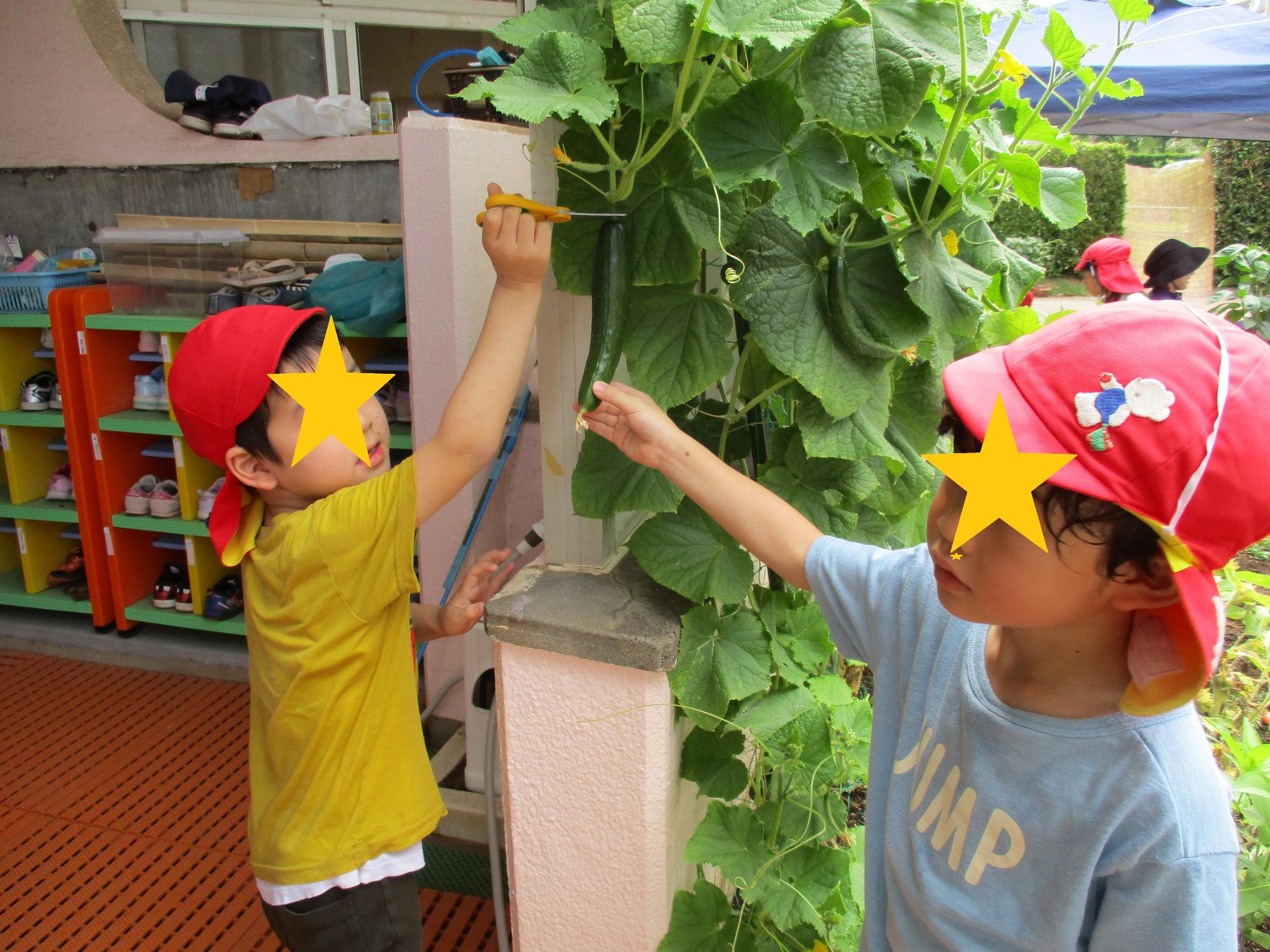 すみれ野菜