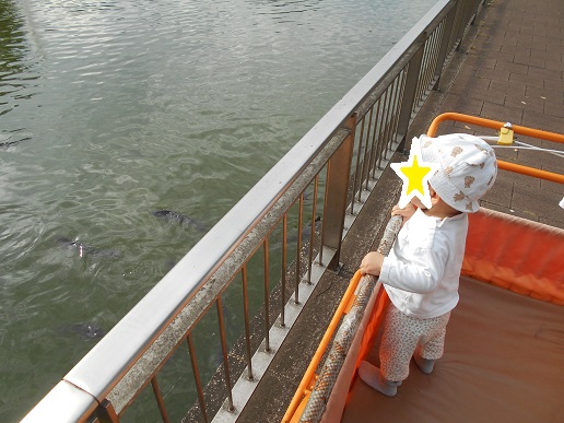 大きい鯉見つけたよ
