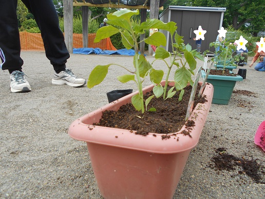 苗植え完了