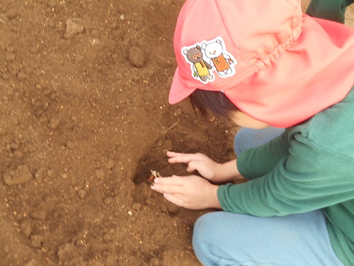 チューリップ苗植え