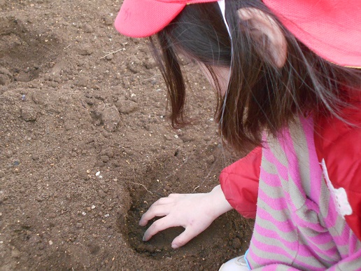 チューリップ苗植え