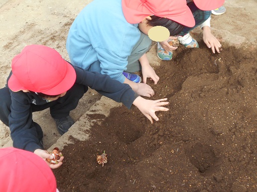 チューリップ苗植え