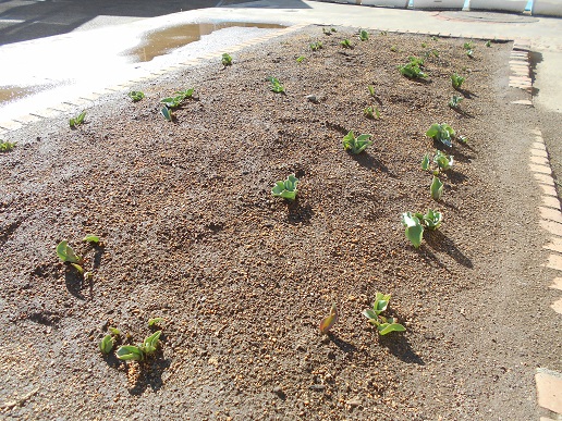 チューリップの芽