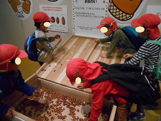 どんぐり転がし