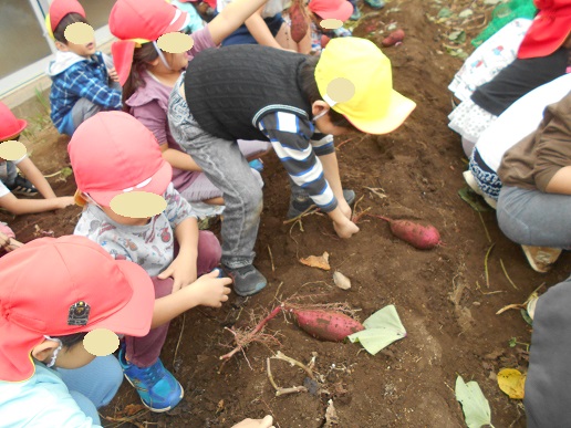 芋掘り