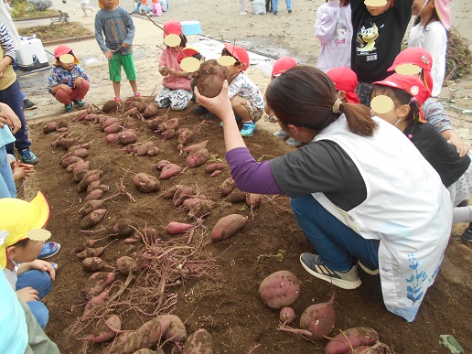 取れた芋を数える