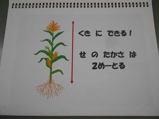 とうもろこしの説明