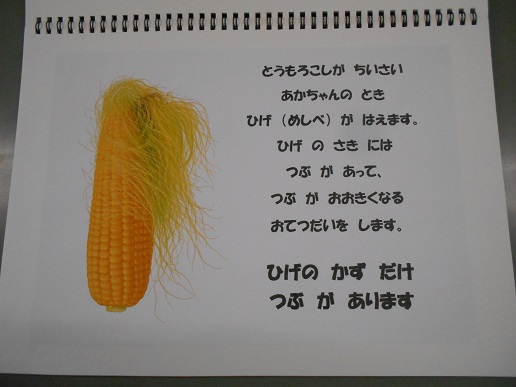 とうもろこしの説明
