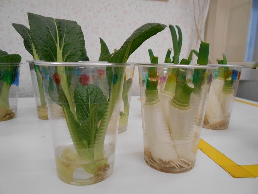 リボーンベジタブル