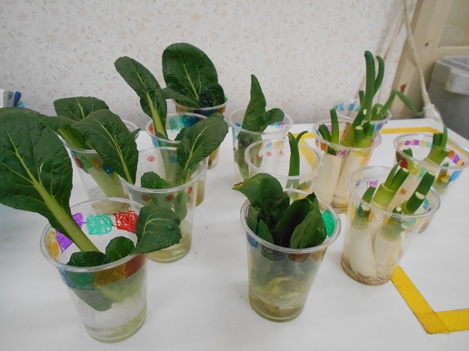 リボーンベジタブル