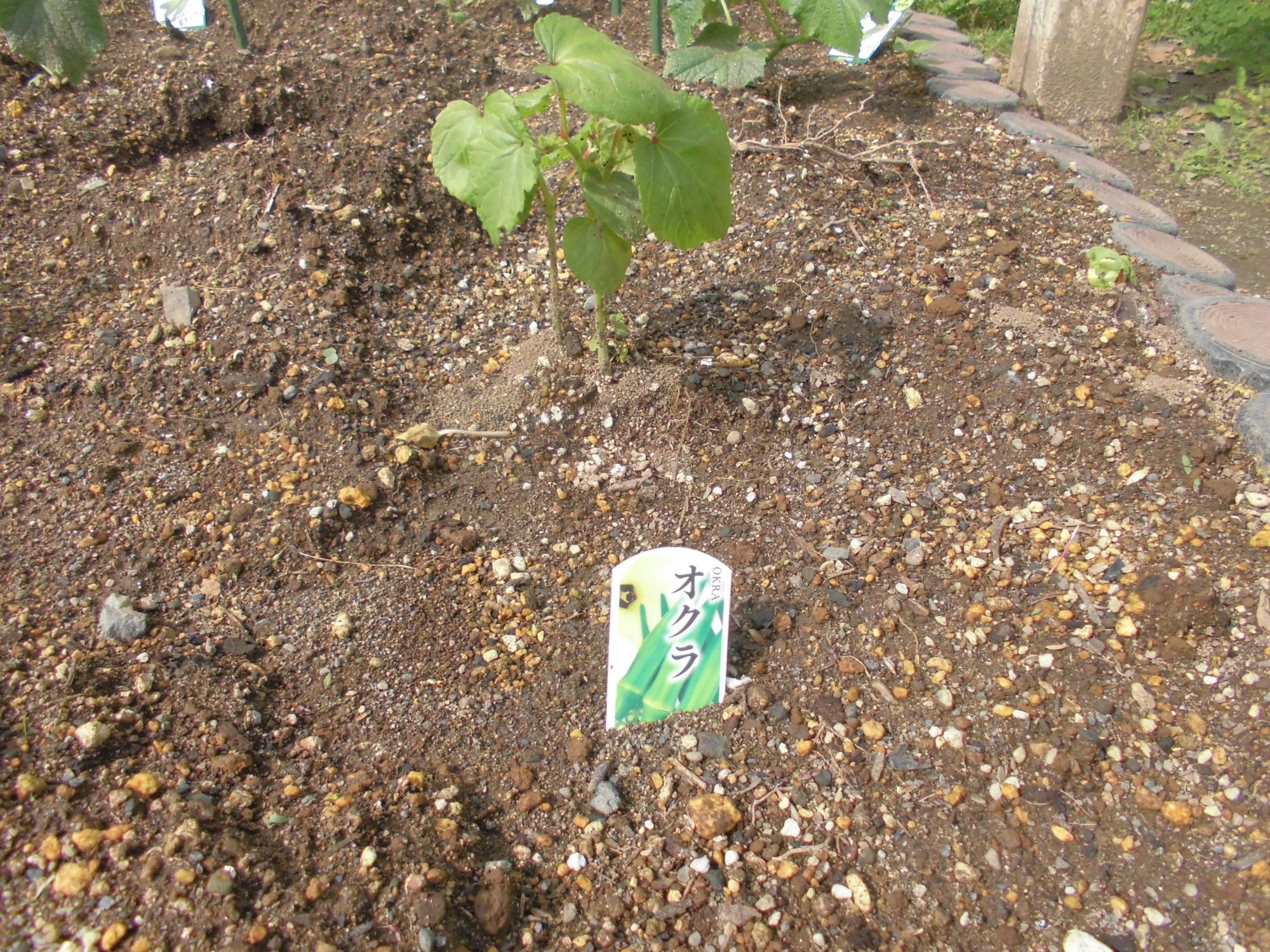 オクラの苗も植えました